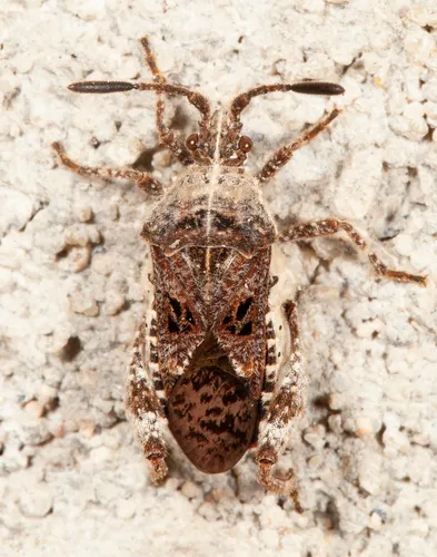 Merocoris distinctus