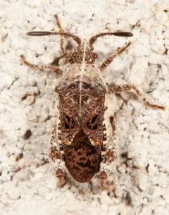Merocoris distinctus thumbnail 1