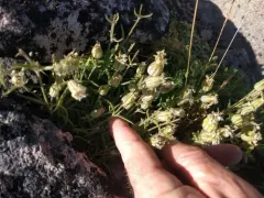 Cascade Alpine Campion thumbnail 1