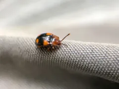 Mycetina idahoensis thumbnail 3