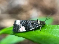 Argyroploce externa thumbnail 3
