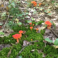 Scarlet Waxy Cap thumbnail 5