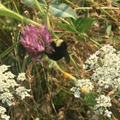 Yellow-faced Bumble Bee thumbnail 2