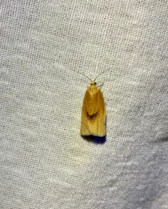 Argyrotaenia dorsalana thumbnail 4