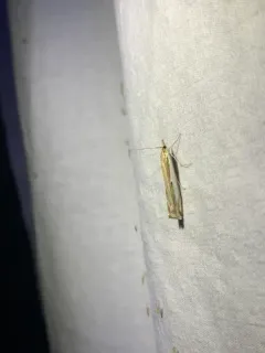 Crambus cypridalis thumbnail 4