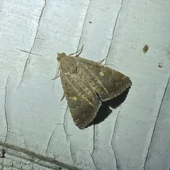 Eight-spot Moth thumbnail 4