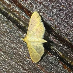 Southern Beet Webworm Moth thumbnail 2