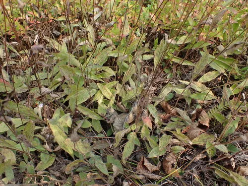 Hieracium cruentifolium