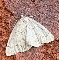 Boreal Pine Looper Moth thumbnail 2