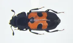 Glischrochilus moratus thumbnail 4