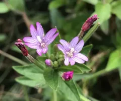 fringed willowherb thumbnail 2