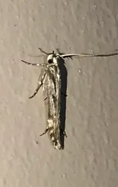 Prolita variabilis thumbnail 3