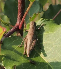 Scudder's Short-winged Grasshopper thumbnail 3