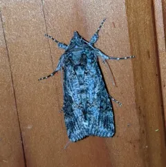 Cabbage Looper Moth thumbnail 2