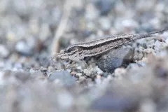 Rocky Mountain Golden Bristletail thumbnail 1