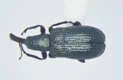 Temnocerus cyanellus thumbnail 2