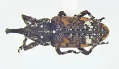 Deodar Weevil thumbnail 3