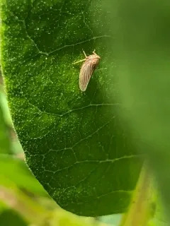 Constricted Leafhopper thumbnail 2