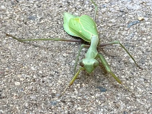 Arizona Mantis
