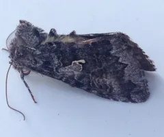 Scarce Silver Υ Moth thumbnail 2