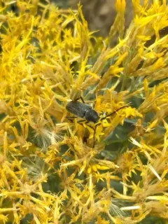 Grizzled Long-horned Beetle thumbnail 4