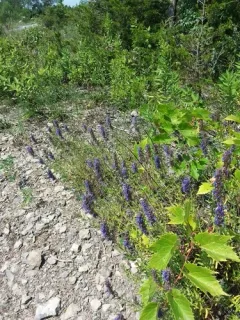 Hyssop thumbnail 3