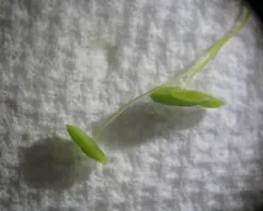 Fat Duckweed thumbnail 2
