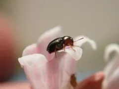 Bronze Leaf Beetle thumbnail 4