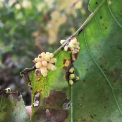 oak wheat gall thumbnail 4