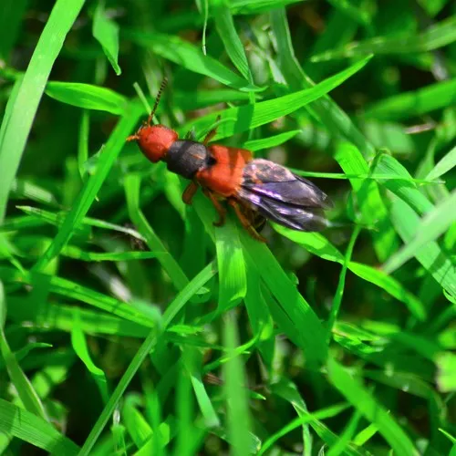 Immaculate Rove Beetle