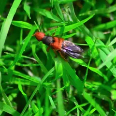 Immaculate Rove Beetle thumbnail 1