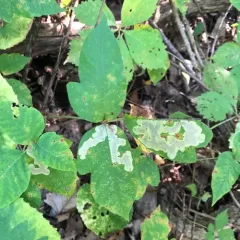 Poison Ivy Leaf-miner Moth thumbnail 3