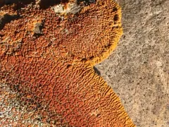Desert Firedot Lichen thumbnail 3