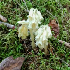 pinesap thumbnail 1