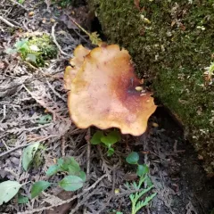 Bay Polypore thumbnail 4