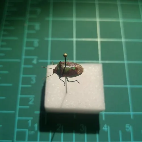 Green Burgundy Stink Bug