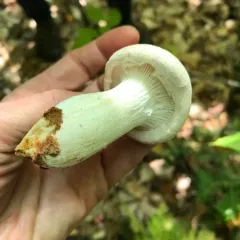Veiled Oyster thumbnail 1
