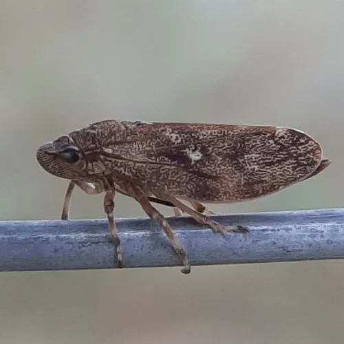 pine spittlebug