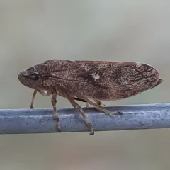 pine spittlebug thumbnail 1