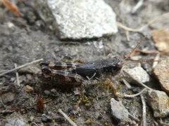 Melanoplus molothrus thumbnail 3