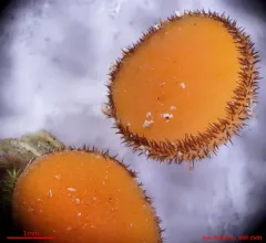 Scutellinia hirta thumbnail 2