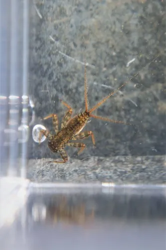 fresh flat-headed mayfly
