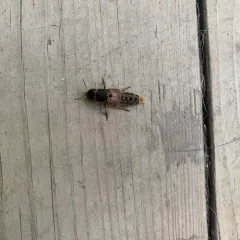 Brown Rove Beetle thumbnail 4