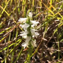 Great Plains Ladies' Tresses thumbnail 2