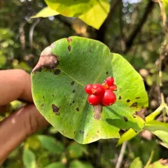 Grape Honeysuckle thumbnail 2