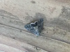Sympistis poliochroa thumbnail 3