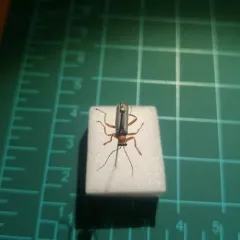 Rotund-collared Soldier Beetle thumbnail 2