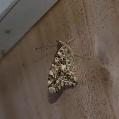 Painted Lady thumbnail 3