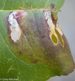 Coptodisca splendoriferella thumbnail 1