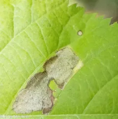 Stigmella argentifasciella thumbnail 4